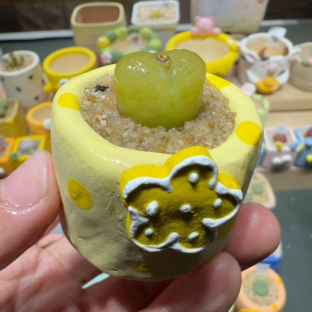 红陶蘑菇367毛汉尼