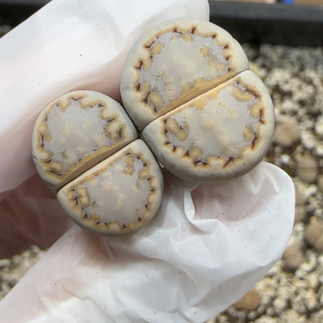 12.16.c217饼干.9029