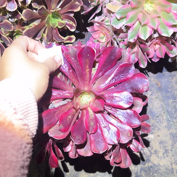 梅***花不包侧枝一物一拍14