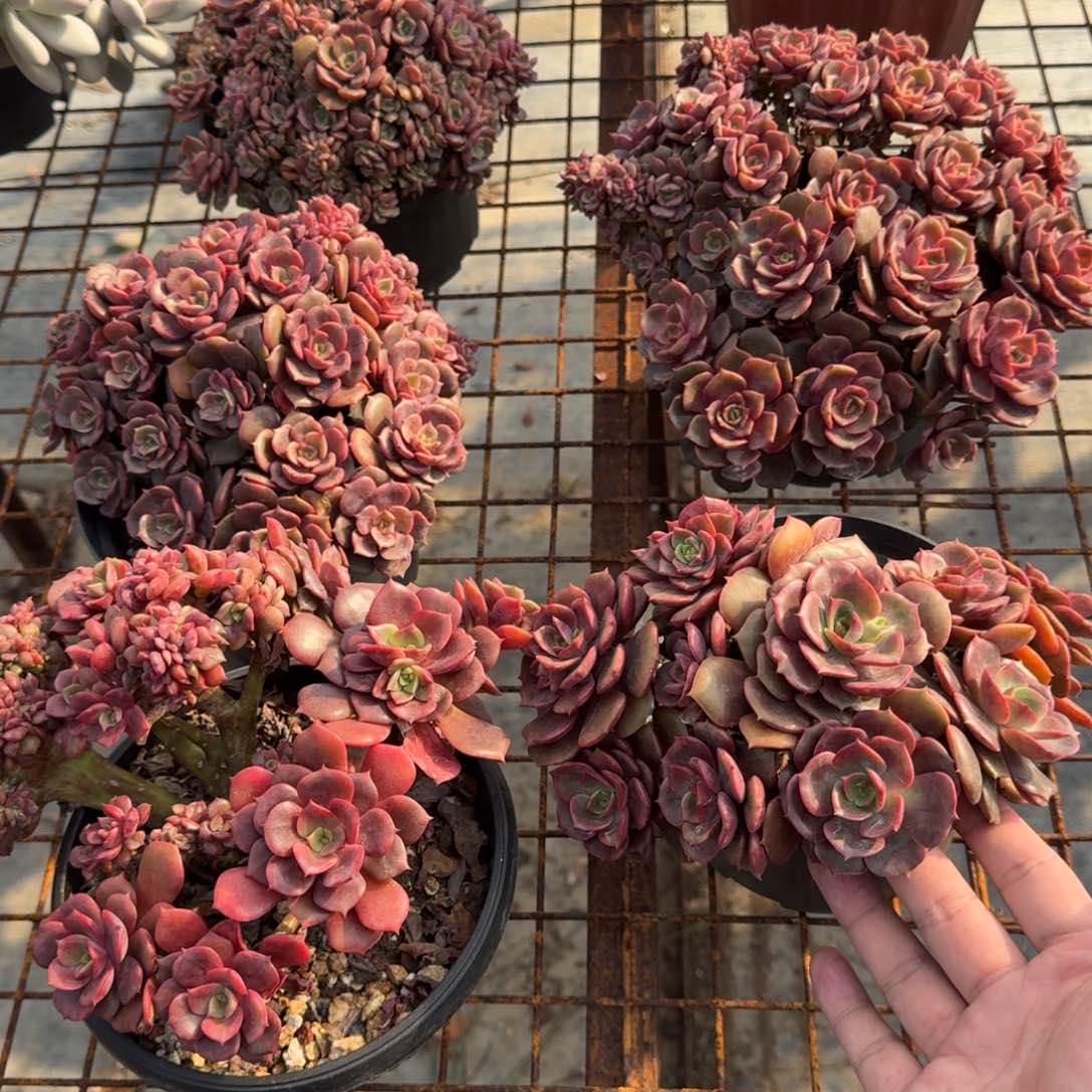 大红袍缀化多肉植物