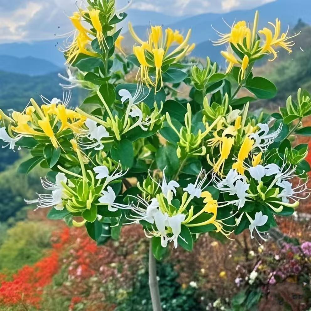 四季黄白色金银花树苗泡茶佛手植物南北方均可盆栽苗带土发货