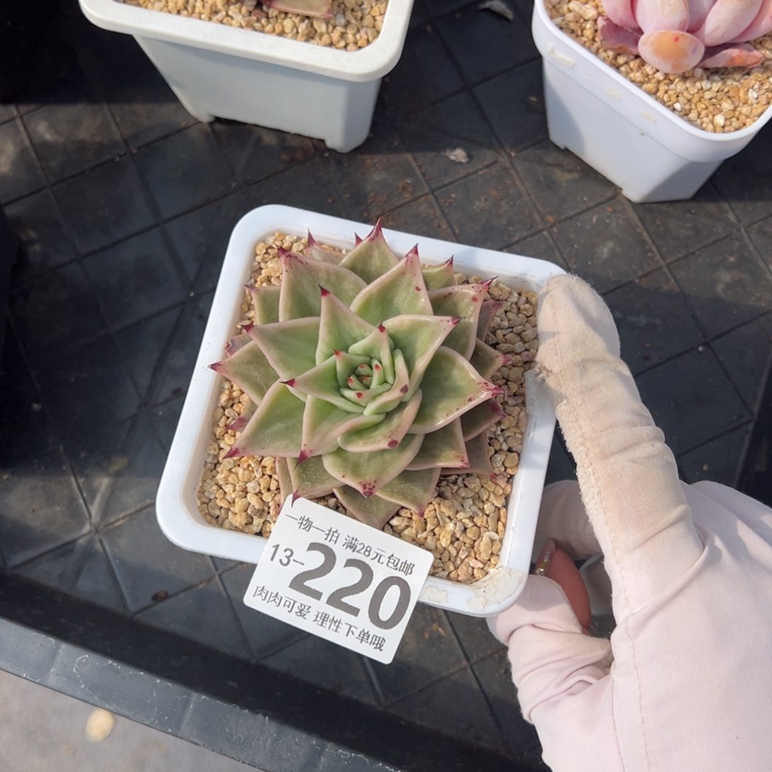 星星锦多肉多肉多肉多肉