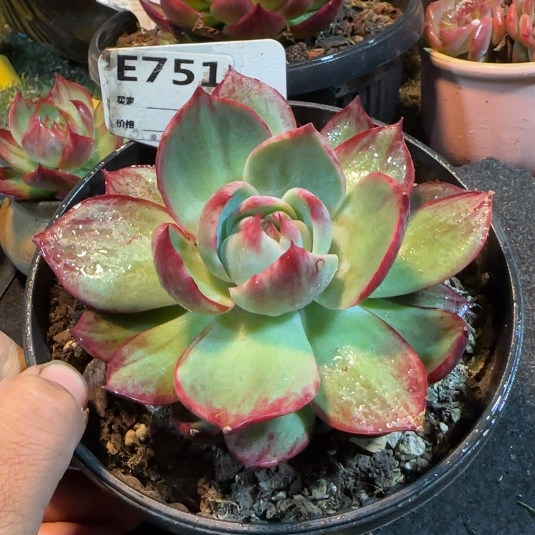 立叶拉丝惊鸿一物一拍包装收缩花旱751