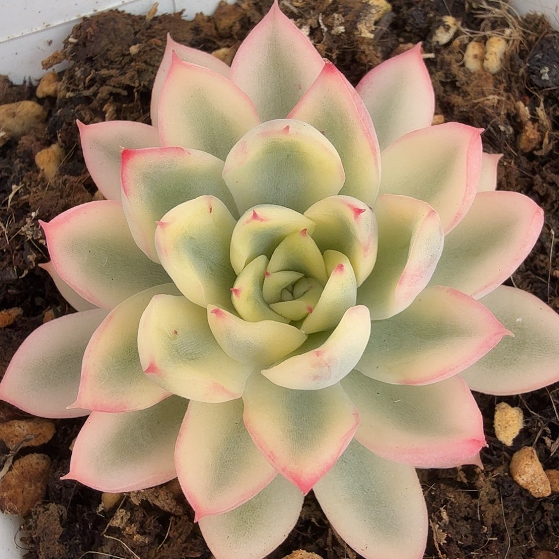 新圣骑兵锦，多肉植物