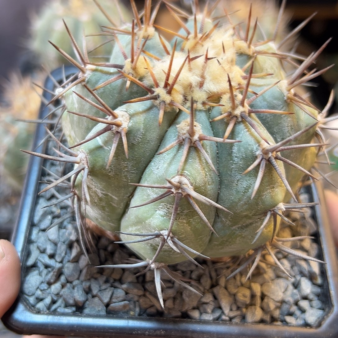 自根雷帝平丸含刺9公分根芽