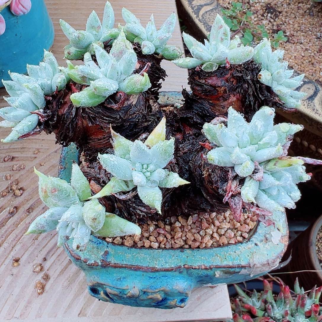 8058奴婢吉娜仙女杯多肉