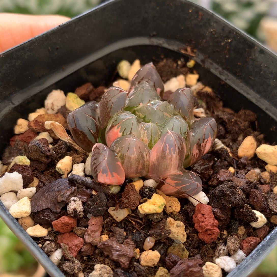 北极之光玉露锦，带盆发货