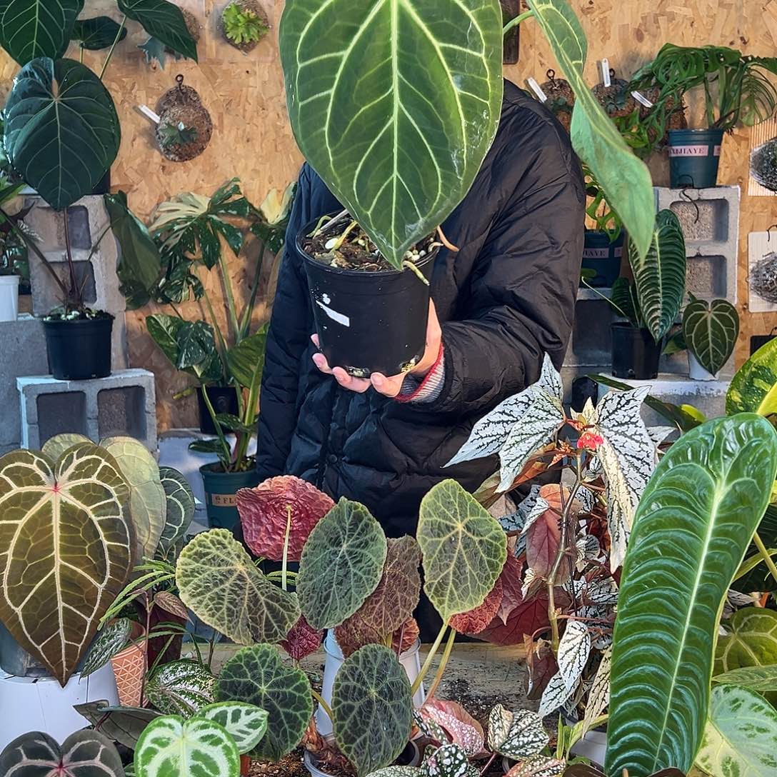 完全开放D07老桩花烛