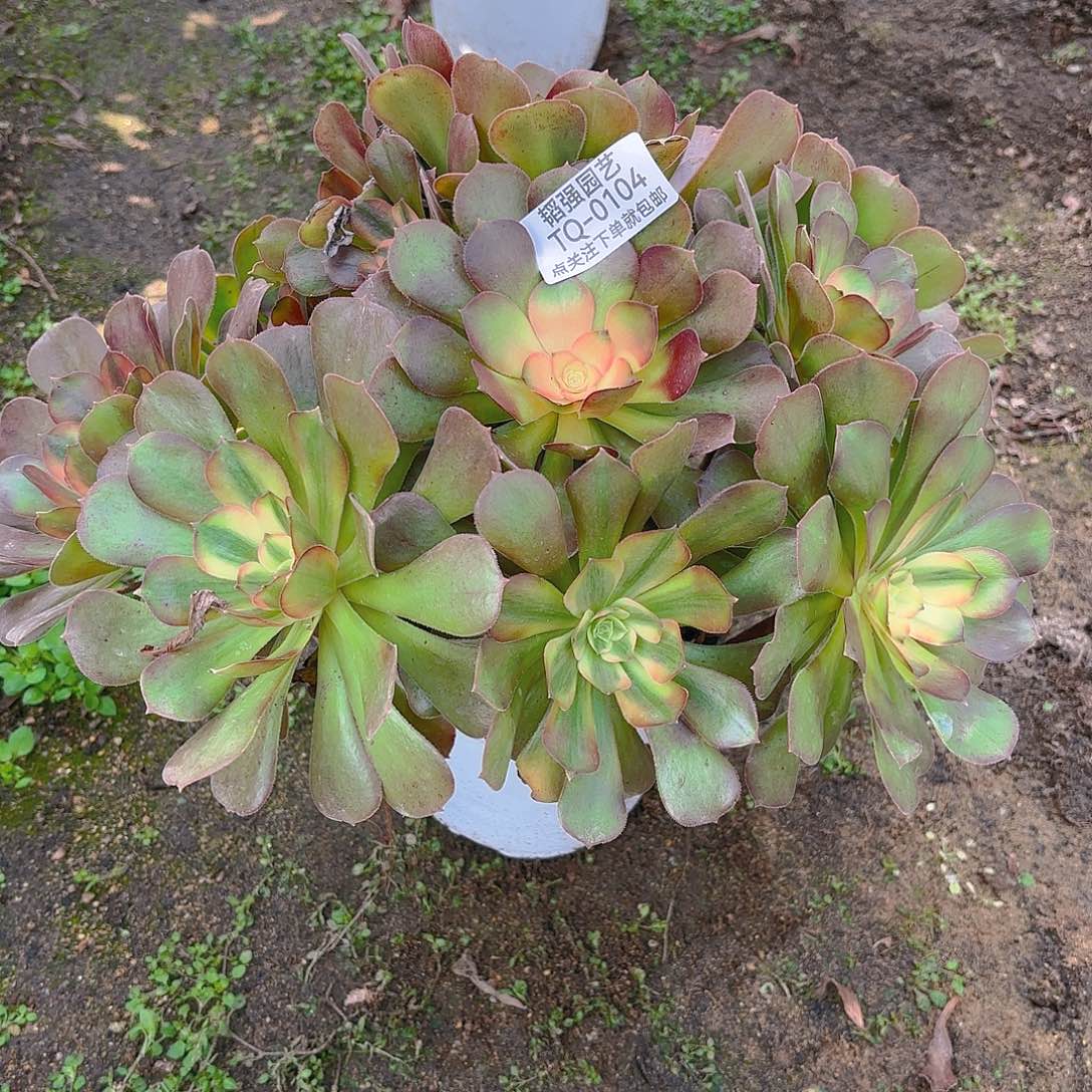 雅典娜多肉植物104