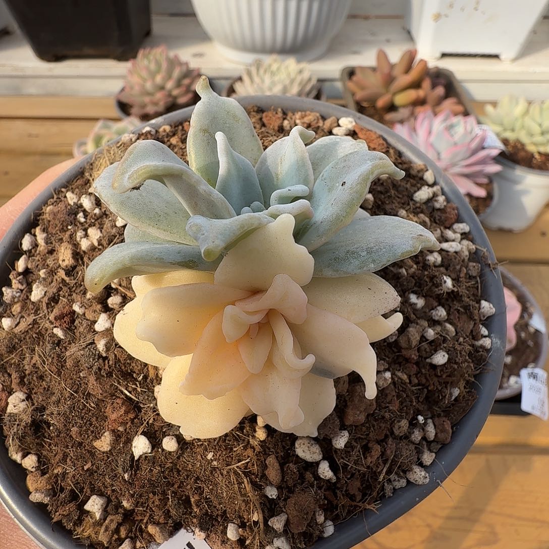 白饺子皮锦1111214-114