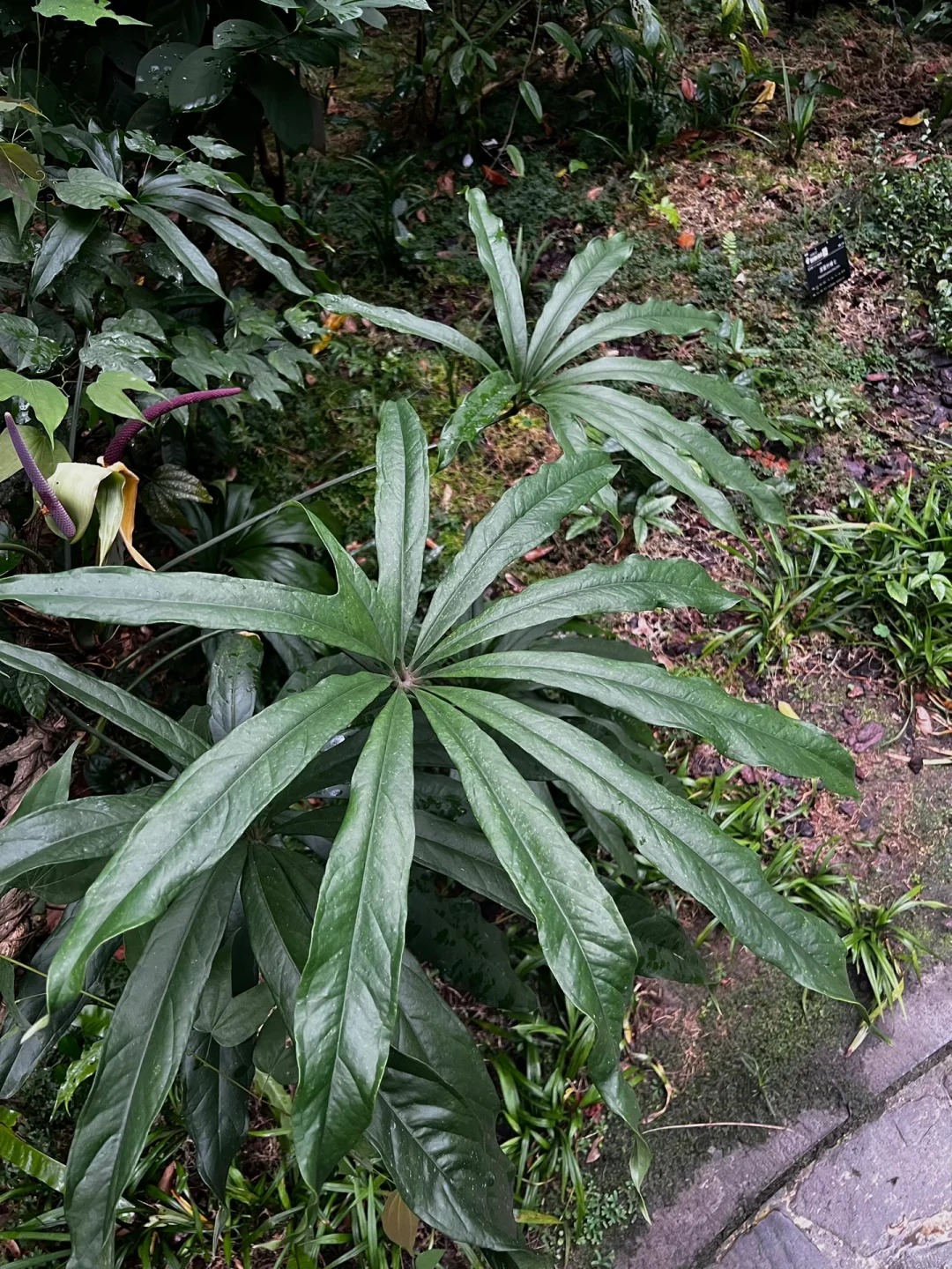 伞叶花烛大型掌叶热植耐阴好养适合桌面卧室