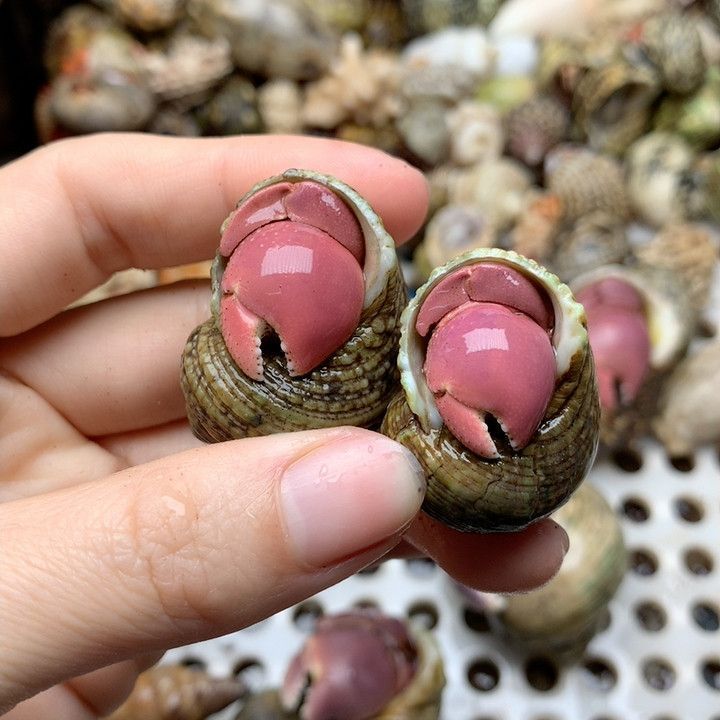 [直播间专拍]` 陆生寄居蟹活体宠物好养易活桌面萌宠灰白深紫短腕