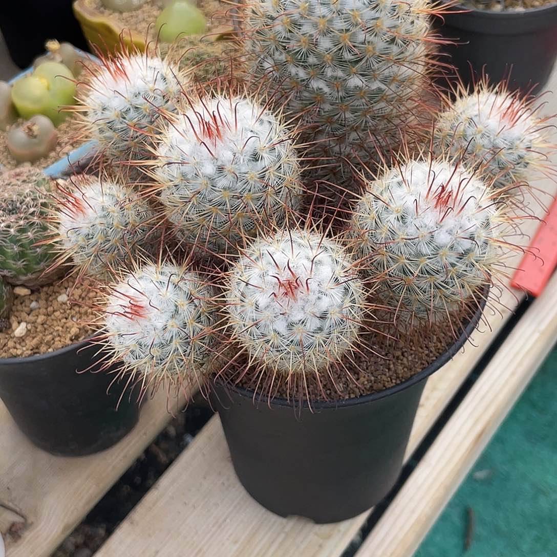 山***的仙人球丰鸣丸一物一拍