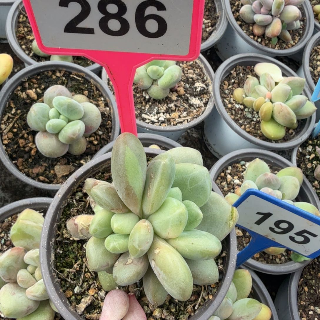 d***q多肉植物漂亮多肉286