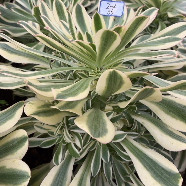 保时捷多肉断枝不包5