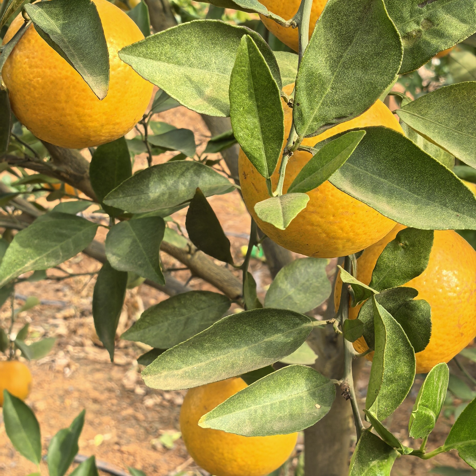 云南热带水果皇帝柑。现摘现发新鲜水果酸甜多汁不催熟不打蜡