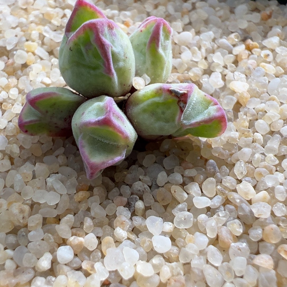 945优选园艺985猪蹄小群干疤福利