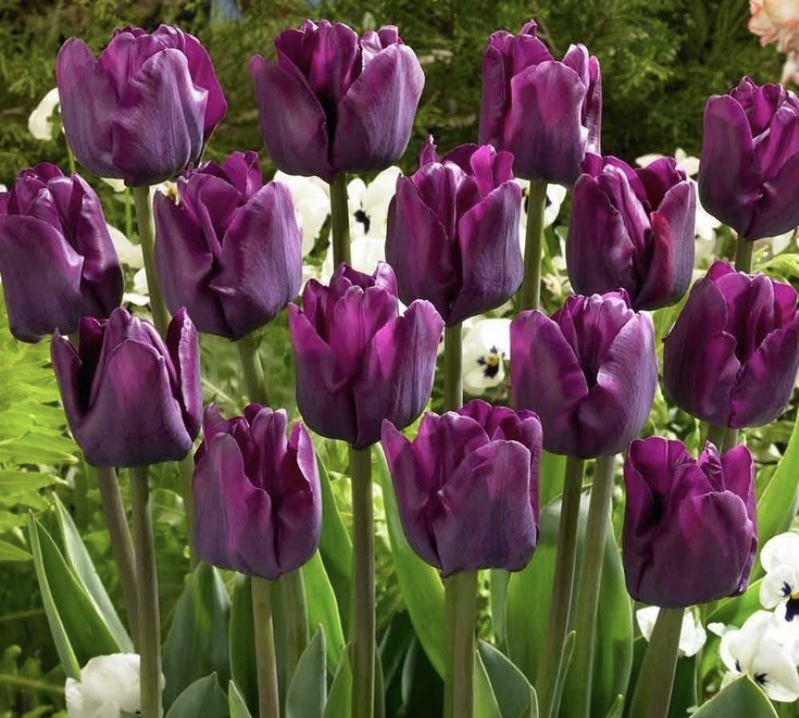 【冬季种植   重瓣小黑人】进口郁金香5℃球家庭园艺种植