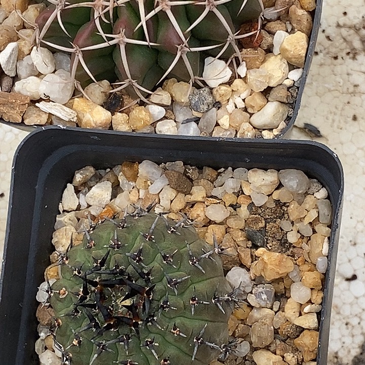 看***好黑凤家圆盘玉一个仙人球仙人掌