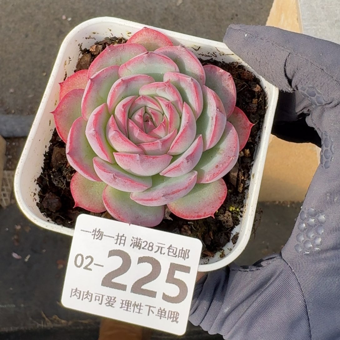 侧影无盆土无盆土发货