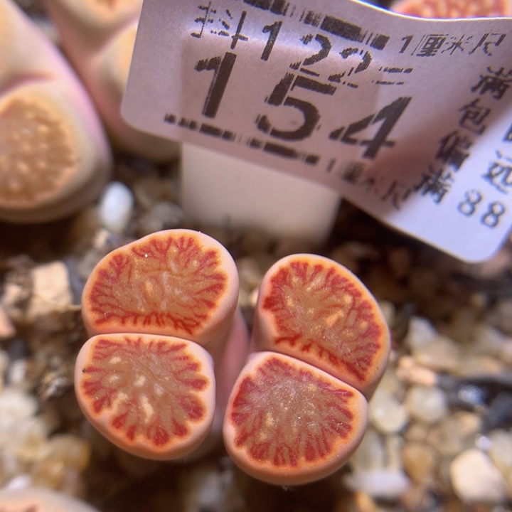 精品生石花122.154高特