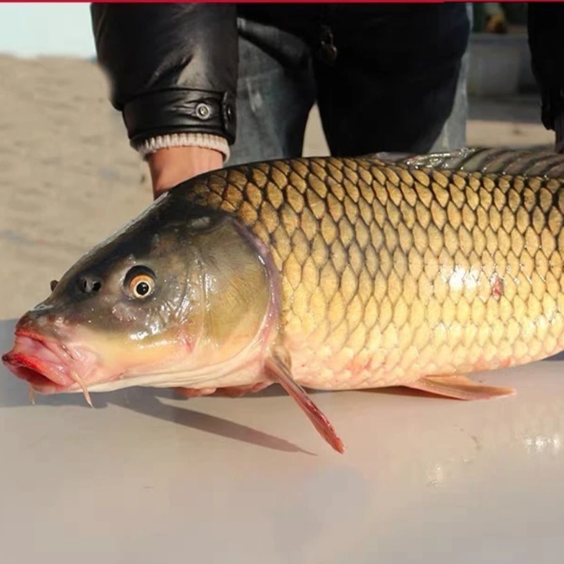 东北松花湖野生大鲤鱼