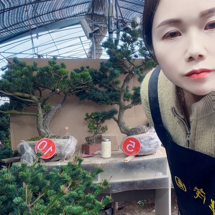 松树大板松，古筝松可以送