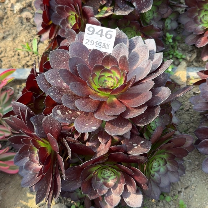 黑美人……多肉植物……