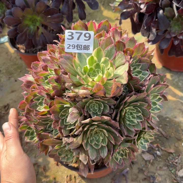 水蜜桃……多肉植物……