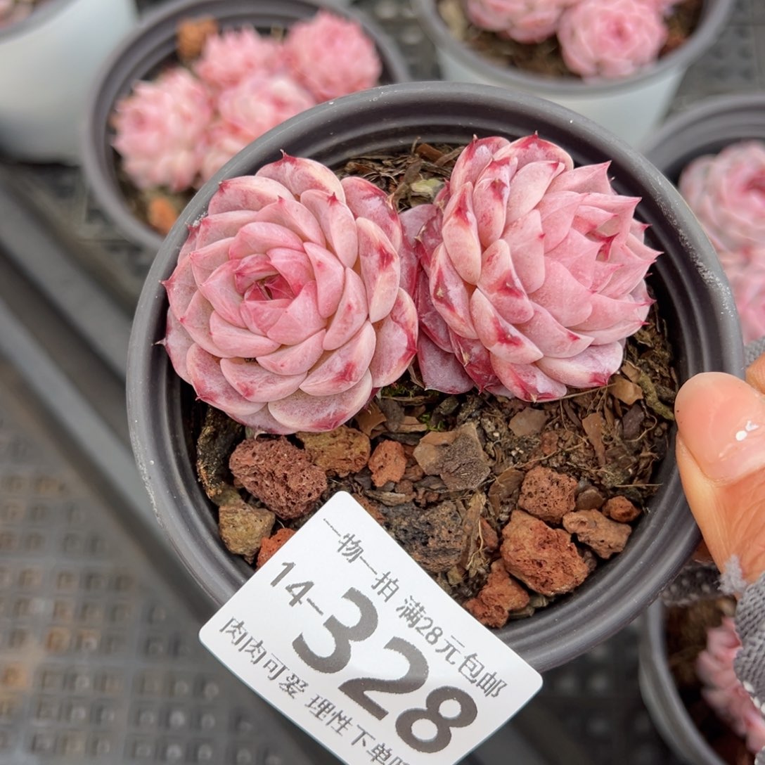 天鹅绒不包整单头多肉