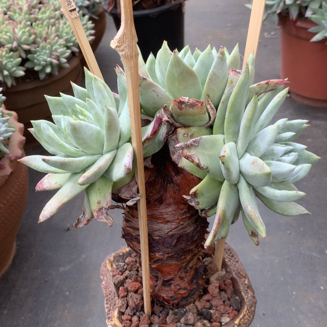 塞丽娜，多肉植物