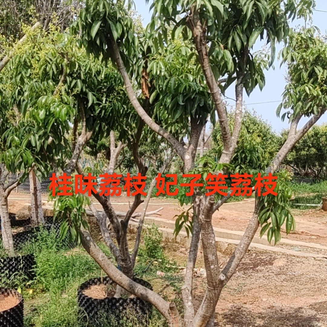 桂味果树苗木荔枝枸骨树石楠花果树苗植物盆栽庭院阳台妃子笑荔枝