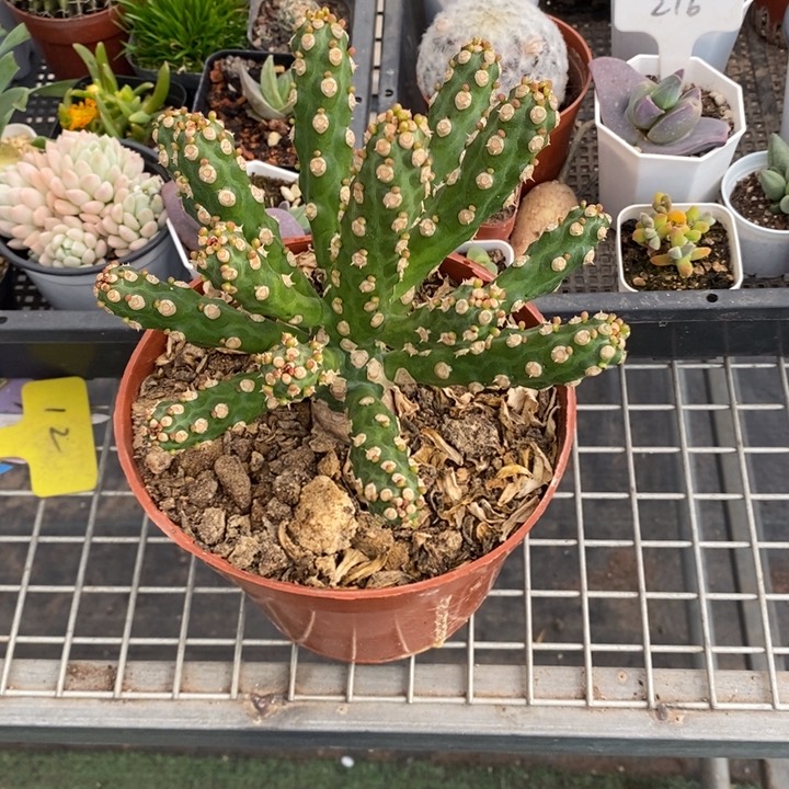 可****゛伯克利和格蕾纳等著名音乐家都