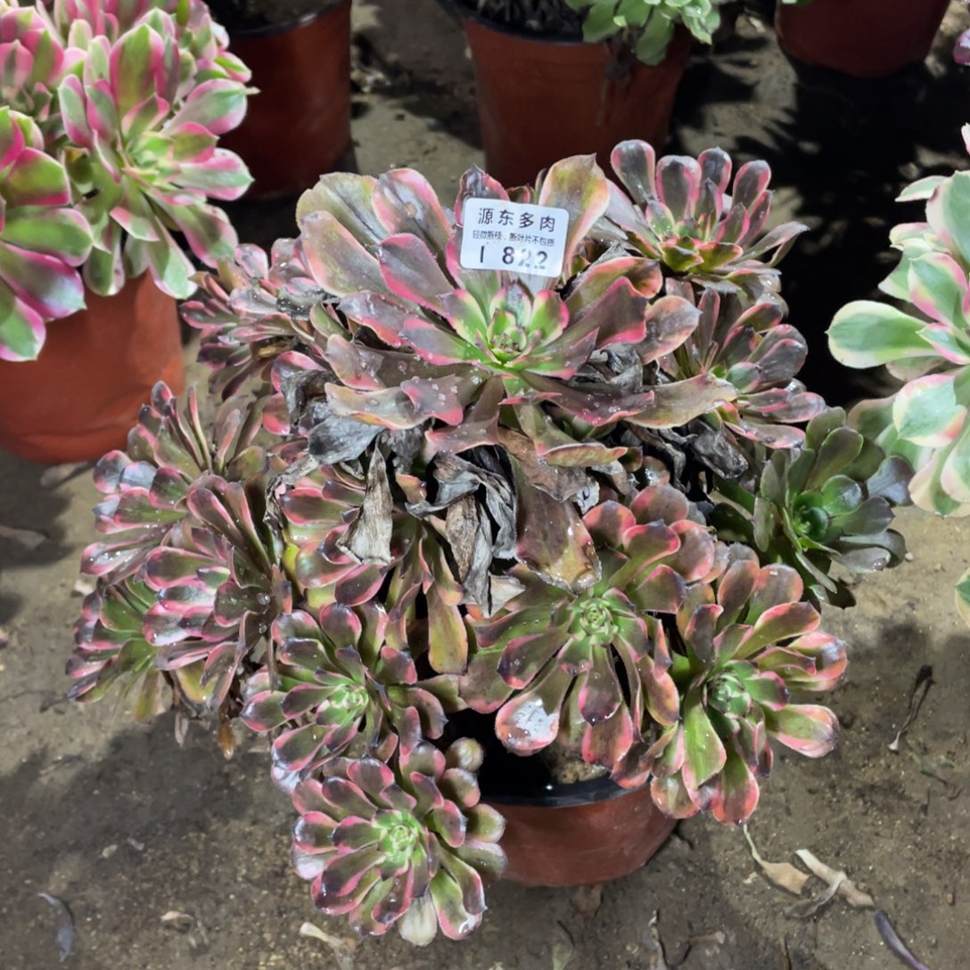 822金刚变异多肉法师断枝不包