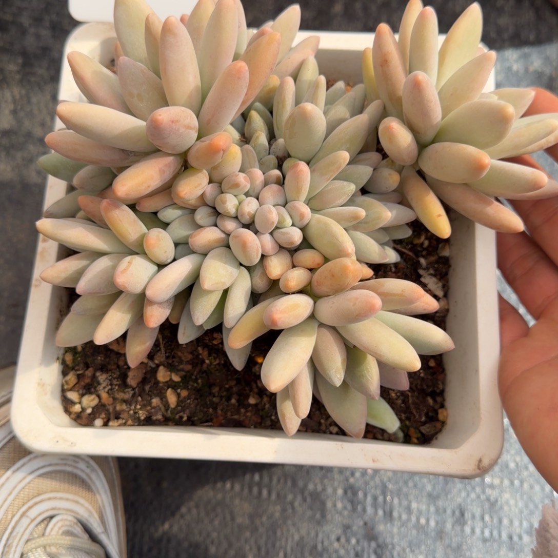 一物一拍白兰地福利款56