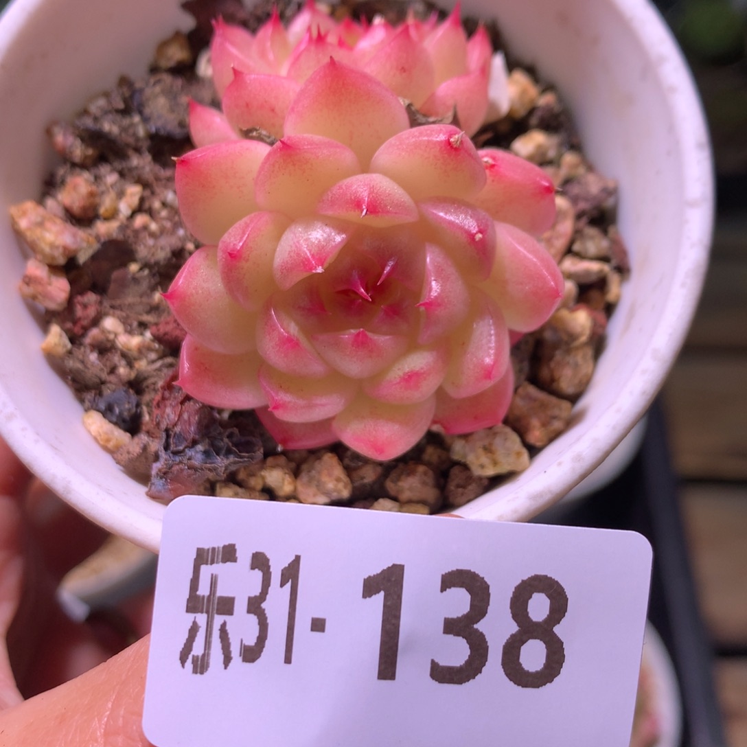 乐然31-138 海王双头 