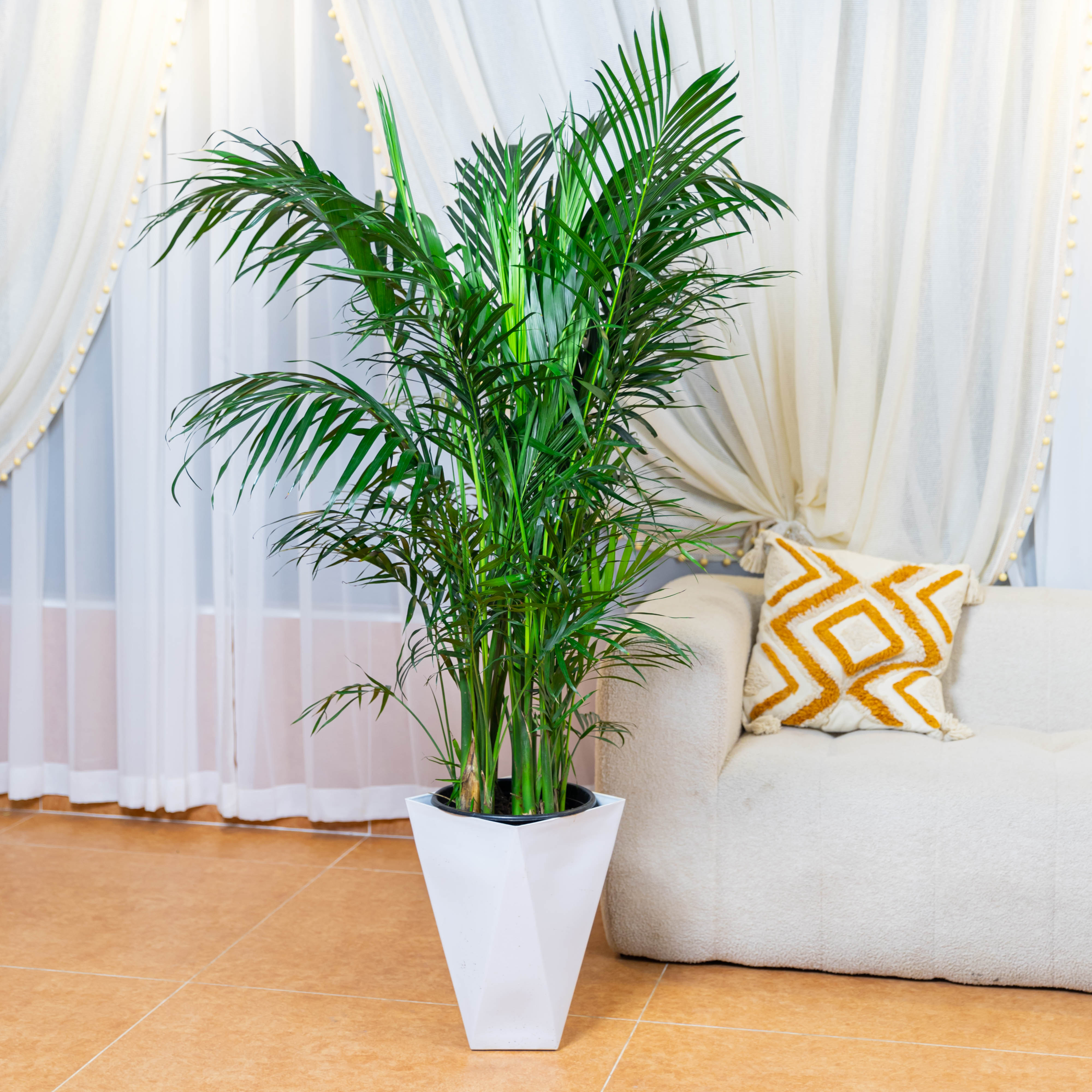 1.2-1.4米富贵椰子绿植盆栽净化空气适合客厅办公室四季常青