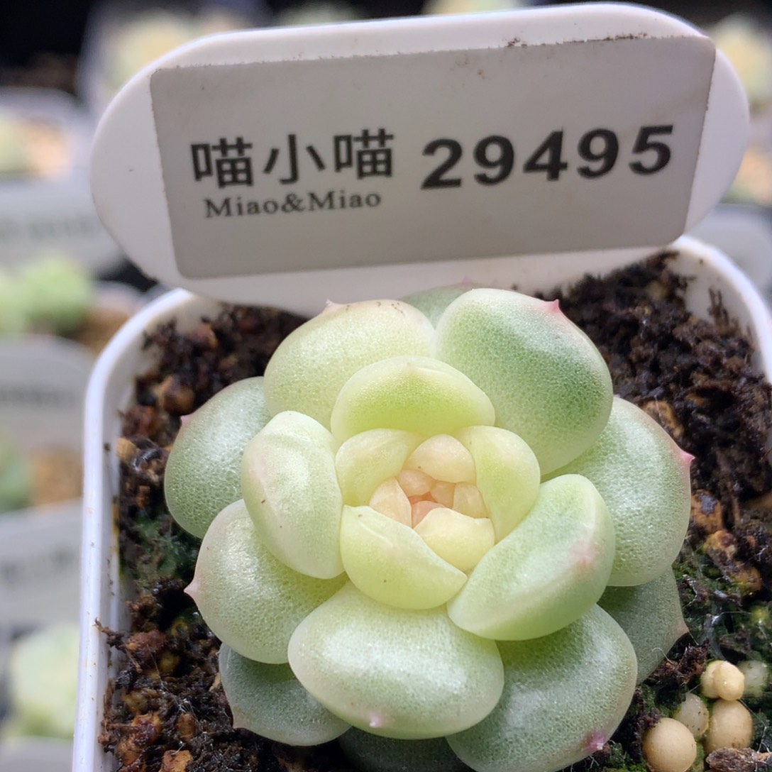 多肉植物杂交珍妮