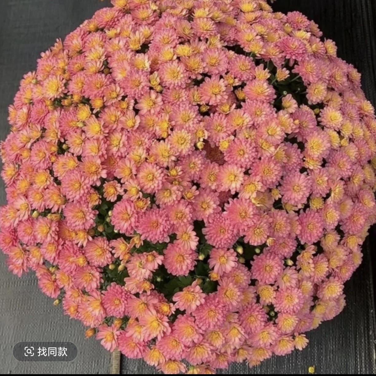 千头菊【夏日蜜桃】带花苞耐热耐寒四季开花阳台花卉绿植