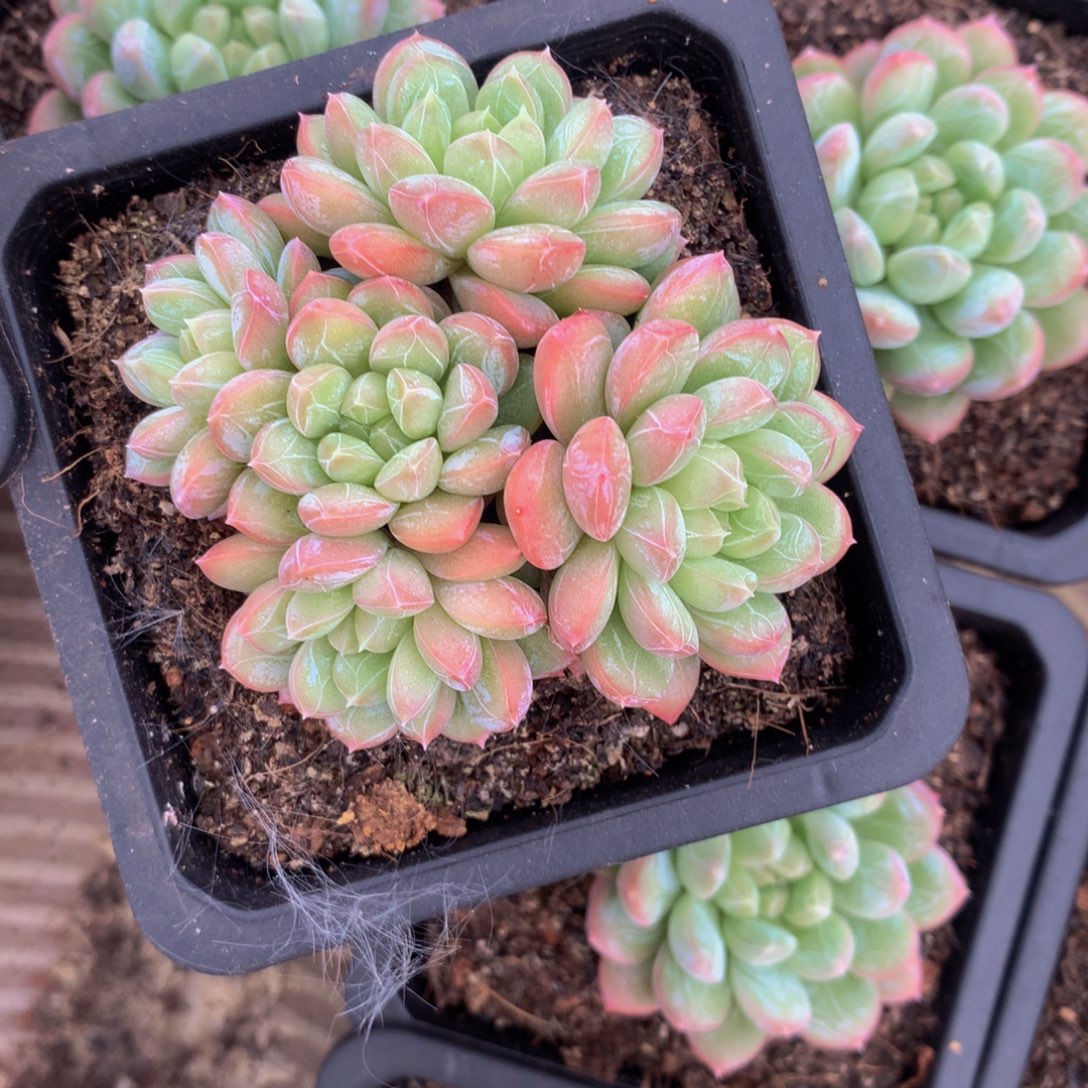 百答小群多肉植物