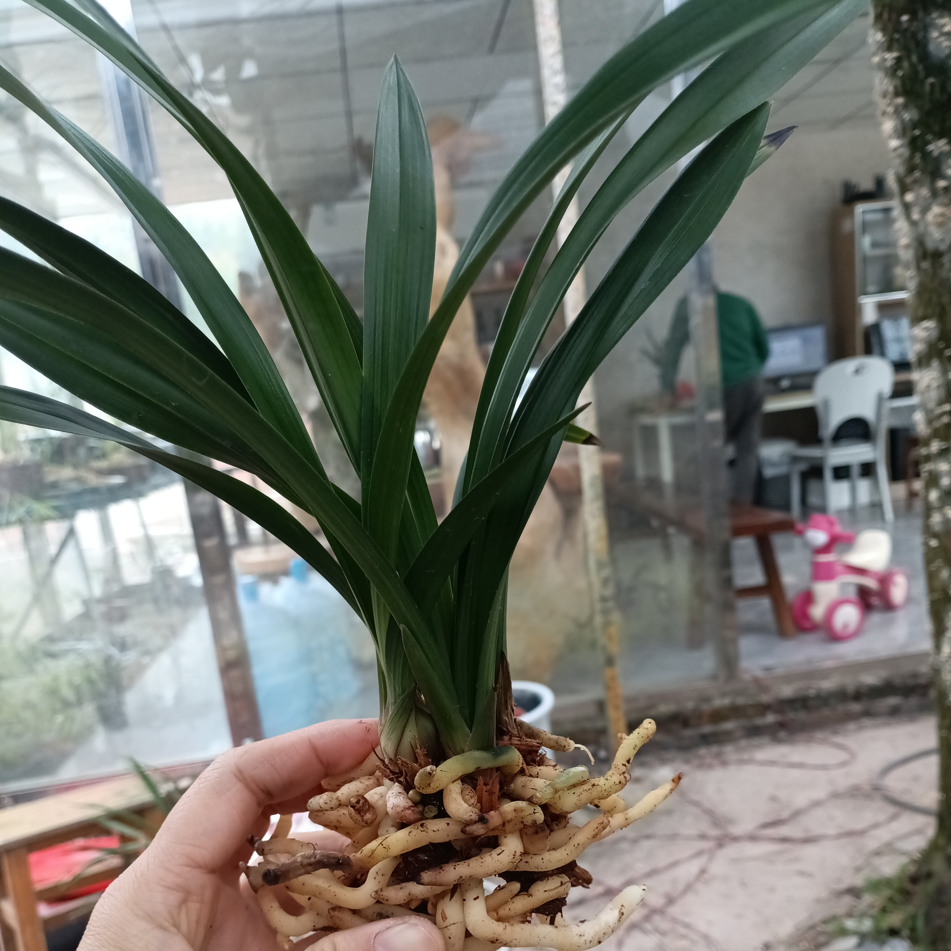 建兰金荷3苗起裸根发货