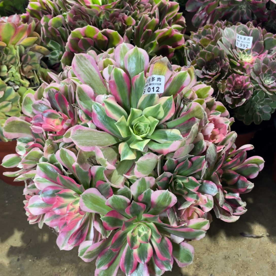 012七彩石多肉法师断枝不包