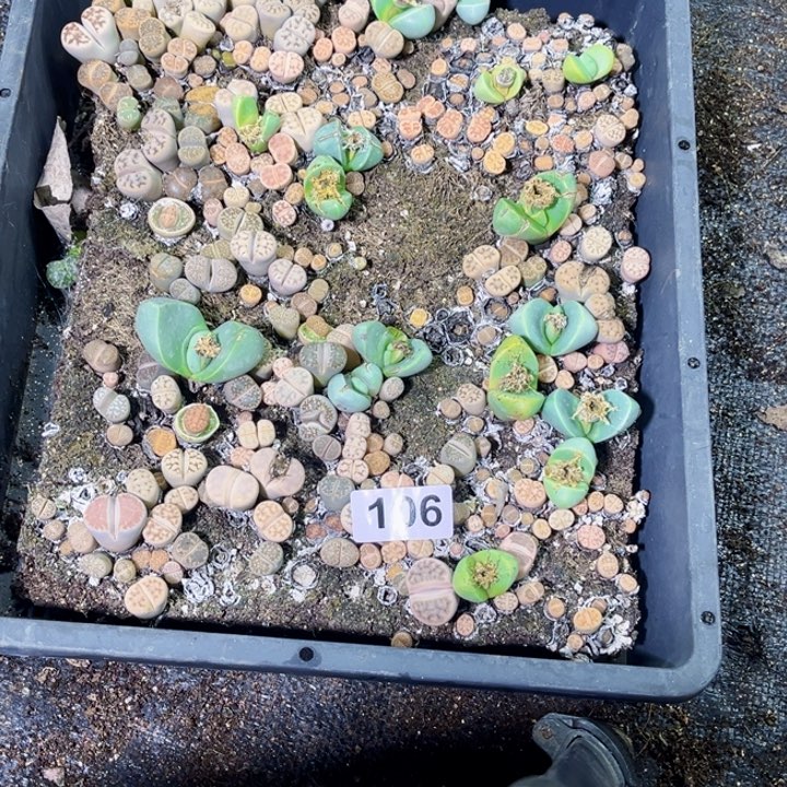 106 生石花一物一图初8发货
