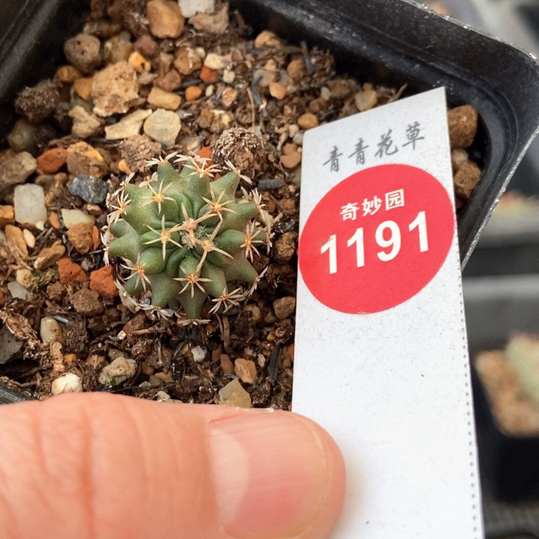 实生龙剑丸2cm一棵仙人球