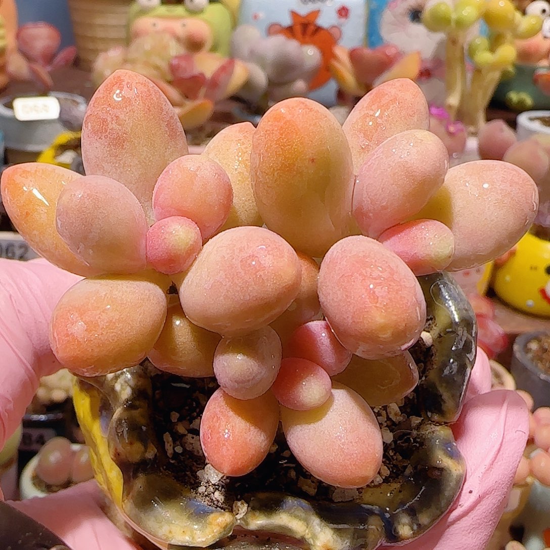 T糖果美人盆口5cm