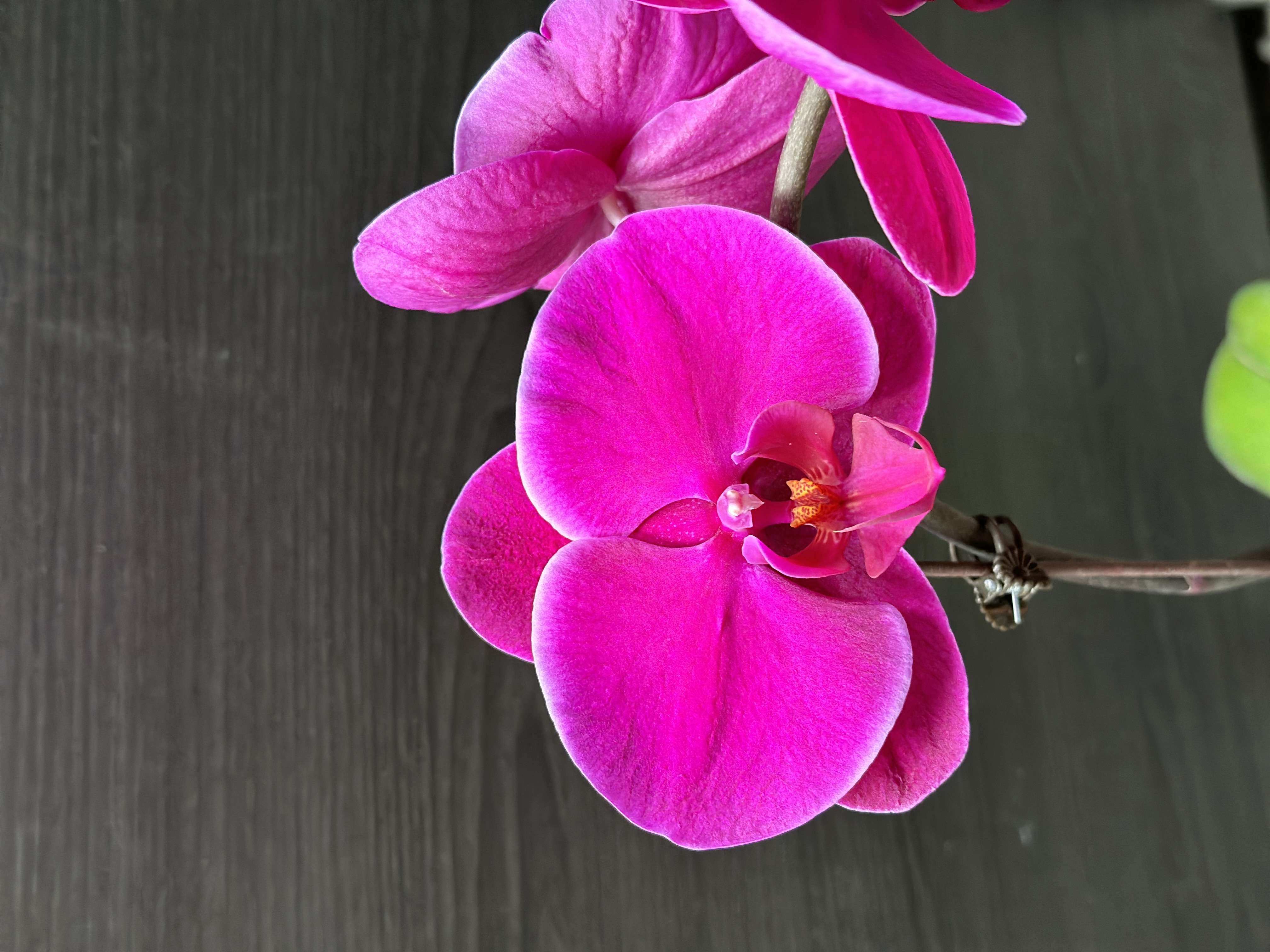 【红宝石】蝴蝶兰基地直发四季鲜花乔迁送礼组盆好养