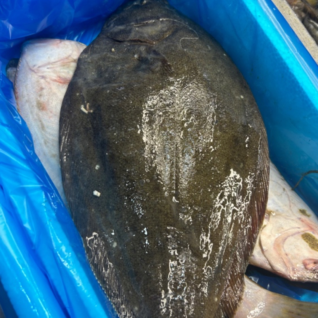 大连野生鱼大号 四斤顺丰包邮