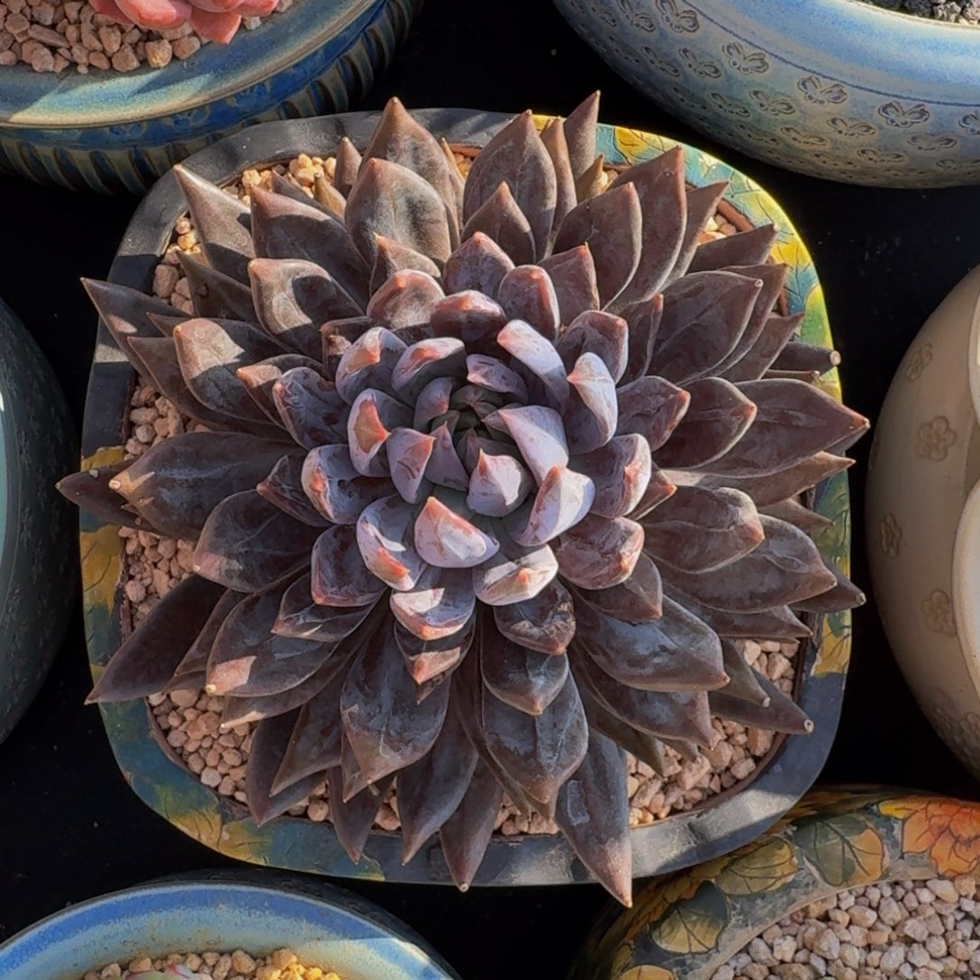 战神 单头  一物一拍