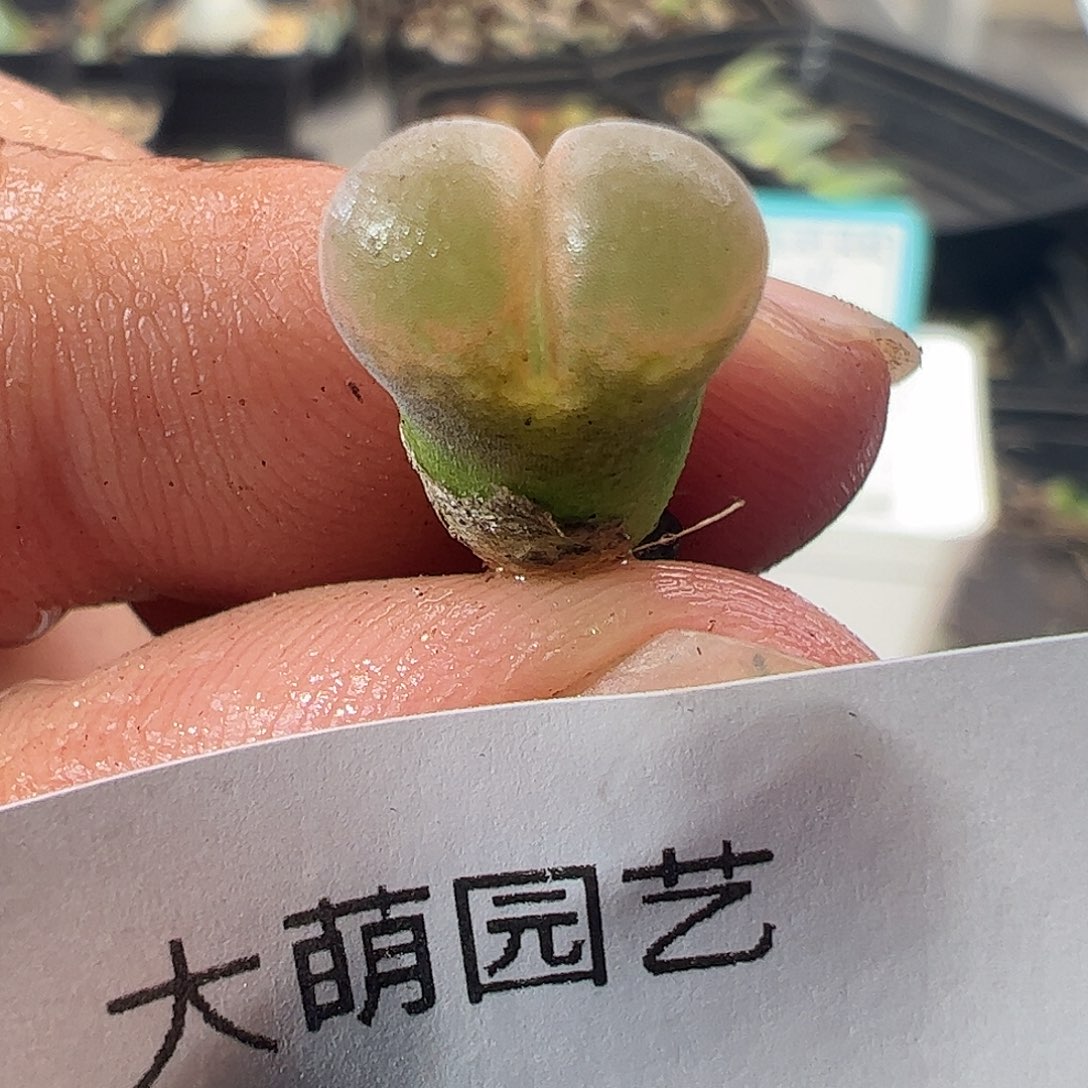 一物一拍正版PV1089鲑鱼粉。  286