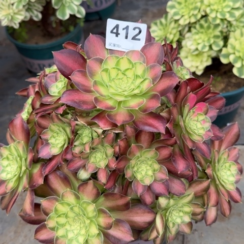 412韶华25厘米左右